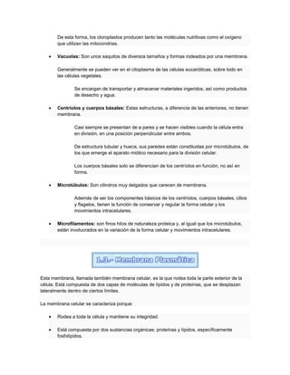 De esta forma, los cloroplastos producen tanto las moléculas nutritivas como el oxígeno
que utilizan las mitocondrias.
Vacuolas: Son unos saquitos de diversos tamaños y formas rodeados por una membrana.
Generalmente se pueden ver en el citoplasma de las células eucarióticas, sobre todo en
las células vegetales.
Se encargan de transportar y almacenar materiales ingeridos, así como productos
de desecho y agua.
Centríolos y cuerpos básales: Estas estructuras, a diferencia de las anteriores, no tienen
membrana.
Casi siempre se presentan de a pares y se hacen visibles cuando la célula entra
en división, en una posición perpendicular entre ambos.
De estructura tubular y hueca, sus paredes están constituidas por microtúbulos, de
los que emerge el aparato miótico necesario para la división celular.
Los cuerpos básales solo se diferencian de los centríolos en función, no así en
forma.
Microtúbulos: Son cilindros muy delgados que carecen de membrana.
Además de ser los componentes básicos de los centríolos, cuerpos básales, cilios
y flagelos, tienen la función de conservar y regular la forma celular y los
movimientos intracelulares.
Microfilamentos: son finos hilos de naturaleza proteica y, al igual que los microtúbulos,
están involucrados en la variación de la forma celular y movimientos intracelulares.
Esta membrana, llamada también membrana celular, es la que rodea toda la parte exterior de la
célula. Está compuesta de dos capas de moléculas de lípidos y de proteínas, que se desplazan
lateralmente dentro de ciertos límites.
La membrana celular se caracteriza porque:
Rodea a toda la célula y mantiene su integridad.
Está compuesta por dos sustancias orgánicas: proteínas y lípidos, específicamente
fosfolípidos.
 