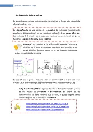 3 Western blot o Inmunoblot
3.2 Separación de las proteínas
La siguiente etapa consiste en la separación de proteínas se lleva a cabo mediante la
electroforesis en gel.
La electroforesis es una técnica de separación de moléculas (principalmente
proteínas y ácidos nucleicos) en una mezcla por aplicación de un campo eléctrico.
Las proteínas de la muestra serán separadas mediante una electroforesis en gel en
función de su peso molecular y carga eléctrica.
Recuerda: Las proteínas y los ácidos nucleicos poseen una carga
eléctrica, por lo tanto se desplazan cuando se ven sometidas a un
campo eléctrico. Como se puede ver en las siguientes estructuras
ambas biomoléculas tienen carga.
Desoxiribonucleosido Proteína
La electroforesis en gel más frecuente empleada en Inmunoblot es la conocida como
SDS-PAGE, la cual utiliza el gel de poliacrilamida (PAGE) y dodecilsulfato (SDS).
 Gel poliacrilamida (PAGE): el gel es el resultado de la polimerización química
de una mezcla de acrilamida y bisacrilamida. En función de las
concentraciones de cada acrilamida que se usen, se puede preparar varios
tamaños de poro. Por lo tanto actúa como tamiz.
https://www.youtube.com/watch?v=_8xftsCIwYo&t=61s
https://www.youtube.com/watch?v=NL1usCc0n38&t=90s
https://www.youtube.com/watch?v=HpPHN7fcLHI
 