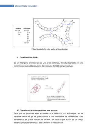 4 Western blot o Inmunoblot
Poliacrilamida 1 ( En color azul es la bisacrilamida)
 Dodecilsulfato (SDS):
Es un detergente aniónico que se une a las proteínas, desnaturalizándolas en una
conformación extendida recubierta de moléculas de SDS (carga negativa).
3.3 Transferencia de las proteínas a un soporte
Para que las proteínas sean accesibles a la detección por anticuerpos, se las
transfiere desde el gel de poliacrilamida a una membrana de nitrocelulosa. Esta
transferencia se puede realizar por difusión, por vacío o por acción de un campo
eléctrico (electrotransferencia). Esta última es la más habitual.
 