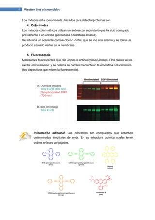 6 Western blot o Inmunoblot
Los métodos más comúnmente utilizados para detectar proteínas son:
4. Colorimetría
Los métodos colorimétricos utilizan un anticuerpo secundario que ha sido conjugado
previamente a un enzima (peroxidasa o fosfatasa alcalina).
Se adiciona un colorante como 4-cloro-1-naftol, que se une a la enzima y se forma un
producto azulado visible en la membrana.
5. Fluorescencia
Marcadores fluorescentes que van unidos al anticuerpo secundario, a los cuales se les
excita lumínicamente, y se detecta su cambio mediante un fluorómetros o fluorímetros
(los dispositivos que miden la fluorescencia).
Información adicional: Los colorantes son compuestos que absorben
determinadas longitudes de onda. En su estructura química suelen tener
dobles enlaces conjugados.
 