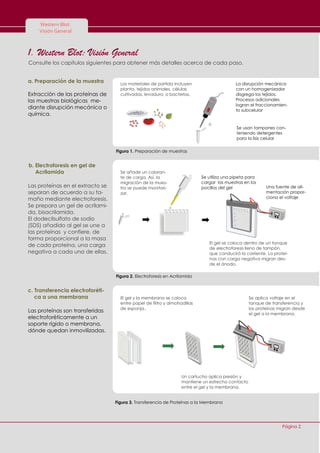 Consulte los capítulos siguientes para obtener más detalles acerca de cada paso.
1. Western Blot: Visión General
Página 2
Western Blot:
Visión General
a. Preparación de la muestra
Extracción de las proteínas de
las muestras biológicas me-
diante disrupción mecánica o
química.
Los materiales de partida incluyen
planta, tejidos animales, células
cultivadas, levadura, o bacterias.
La disrupción mecánica
con un homogenizador
disgrega los tejidos.
Procesos adicionales
logran el fraccionamien-
to subcelular
Se usan tampones con-
teniendo detergentes
para la lisis celular
Figura 1. Preparación de muestras
b. Electroforesis en gel de
Acrilamida
Las proteínas en el extracto se
separan de acuerdo a su ta-
maño mediante electroforesis.
Se prepara un gel de acrilami-
da, bisacrilamida.
El dodecilsulfato de sodio
(SDS) añadido al gel se une a
las proteínas y confiere, de
forma proporcional a la masa
de cada proteína, una carga
negativa a cada una de ellas.
Figura 2. Electroforesis en Acrilamida
Se añade un coloran-
te de carga. Así, la
migración de la mues-
tra se puede monitori-
zar.
Se utiliza una pipeta para
cargar las muestras en los
pocillos del gel Una fuente de ali-
mentación propor-
ciona el voltaje
El gel se coloca dentro de un tanque
de electroforesis lleno de tampón,
que conducirá la corriente. La proteí-
nas con carga negativa migran des-
de el ánodo.
c. Transferencia electroforéti-
ca a una membrana
Las proteínas son transferidas
electroforéticamente a un
soporte rígido o membrana,
dónde quedan inmovilizadas.
El gel y la membrana se coloca
entre papel de filtro y almohadillas
de esponja..
Se aplica voltaje en el
tanque de transferencia y
las proteínas migran desde
el gel a la membrana.
Figura 3. Transferencia de Proteínas a la Membrana
Un cartucho aplica presión y
mantiene un estrecho contacto
entre el gel y la membrana.
 