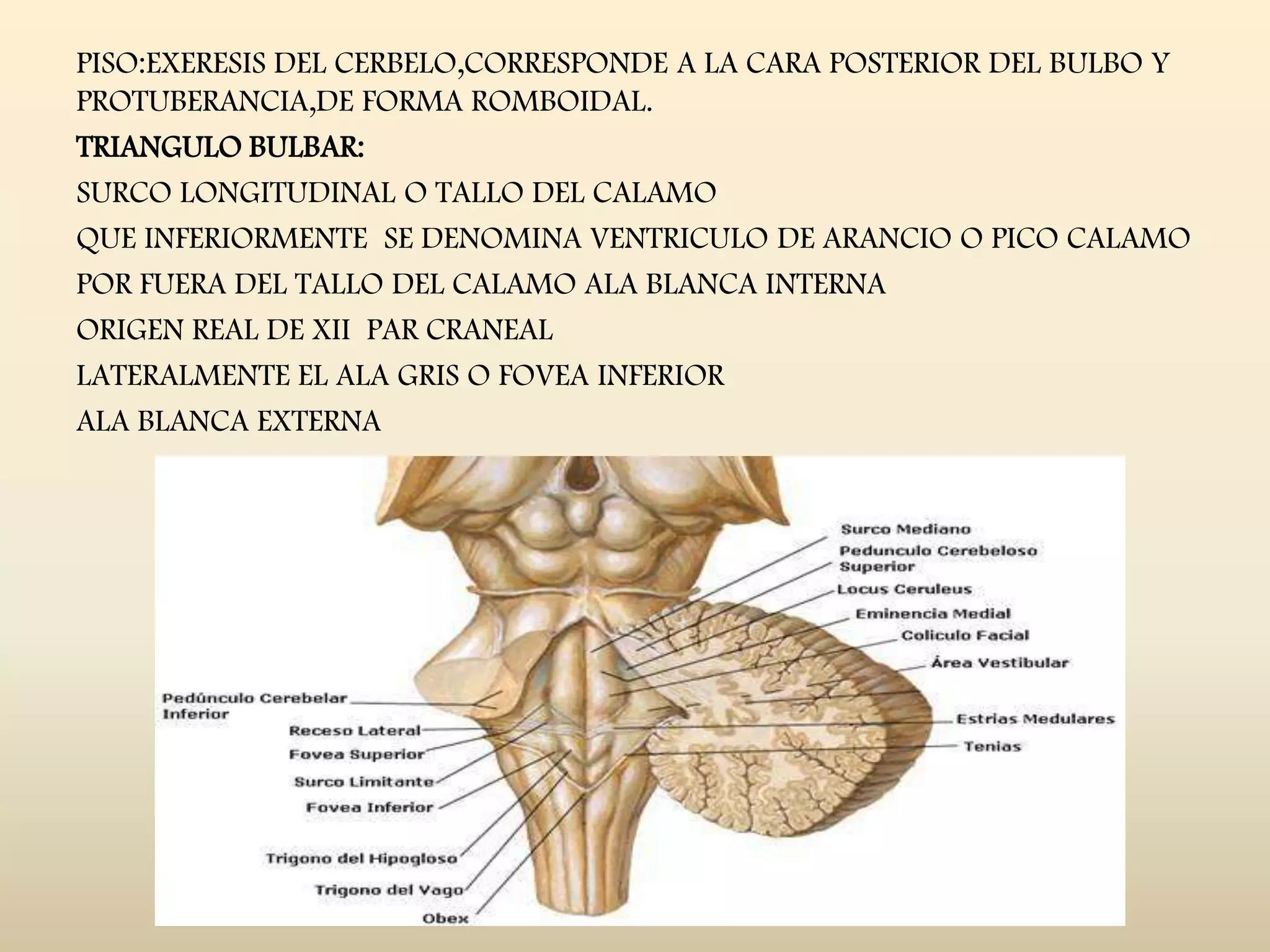 Tema IV - Bulbo Raquideo | PPT