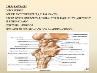 CARAS LATERALES
OLIVA BULBAR
POR DELANTE EMERGEN IX,X,XI PAR CRANEAL
ARRIBA FOSITA SUPRAOLIVAR,FOSITA LATERAL EMERGEN VII ,VIII PARES Y
EL INTERMEDIARIO
EXTREMIDAD INFERIOR
SIN LIMITE DE DEMARCACION CON LA MEDULA CERVICAL
 