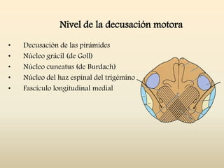 Nivel de la decusación motora
• Decusación de las pirámides
• Núcleo grácil (de Goll)
• Núcleo cuneatus (de Burdach)
• Núcleo del haz espinal del trigémino
• Fascículo longitudinal medial
 