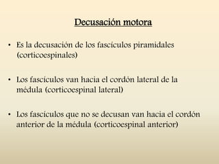 Decusación motora
• Es la decusación de los fascículos piramidales
(corticoespinales)
• Los fascículos van hacia el cordón lateral de la
médula (corticoespinal lateral)
• Los fascículos que no se decusan van hacia el cordón
anterior de la médula (corticoespinal anterior)
 