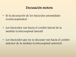 Decusación motora
• Es la decusación de los fascículos piramidales
(corticoespinales)
• Los fascículos van hacia el cordón lateral de la
médula (corticoespinal lateral)
• Los fascículos que no se decusan van hacia el cordón
anterior de la médula (corticoespinal anterior)
 