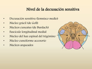Nivel de la decusación sensitiva
• Decusación sensitiva (lemnisco medio)
• Núcleo grácil (de Goll)
• Núcleos cuneatus (de Burdach)
• Fascículo longitudinal medial
• Núcleo del haz espinal del trigémino
• Núcleo cuneiforme accesorio
• Núcleos arqueados
 
