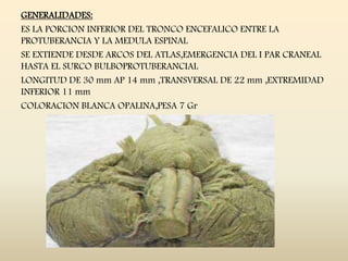 GENERALIDADES:
ES LA PORCION INFERIOR DEL TRONCO ENCEFALICO ENTRE LA
PROTUBERANCIA Y LA MEDULA ESPINAL
SE EXTIENDE DESDE ARCOS DEL ATLAS,EMERGENCIA DEL I PAR CRANEAL
HASTA EL SURCO BULBOPROTUBERANCIAL
LONGITUD DE 30 mm AP 14 mm ,TRANSVERSAL DE 22 mm ,EXTREMIDAD
INFERIOR 11 mm
COLORACION BLANCA OPALINA,PESA 7 Gr
 