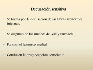 Decusación sensitiva
• Se forma por la decusación de las fibras arciformes
internas.
• Se originan de los núcleos de Goll y Burdach
• Forman el lemnisco medial
• Conducen la propiocepción consciente
 