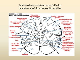 Esquema de un corte transversal del bulbo
raquídeo a nivel de la decusación sensitiva
 
