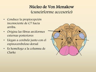 Núcleo de Von Monakow
(cuneirforme accesorio)
• Conduce la propiocepción
inconsciente de C7 hacia
arriba.
• Origina las fibras arciformes
externas posteriores
• Llegan a cerebelo junto con el
espinocerebeloso dorsal
• Es homólogo a la columna de
Clarke
 