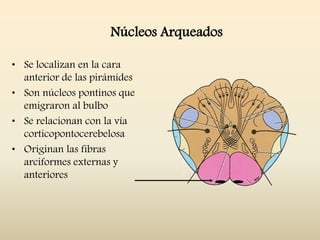 Núcleos Arqueados
• Se localizan en la cara
anterior de las pirámides
• Son núcleos pontinos que
emigraron al bulbo
• Se relacionan con la vía
corticopontocerebelosa
• Originan las fibras
arciformes externas y
anteriores
 