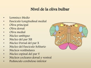 Nivel de la oliva bulbar
• Lemnisco Medio
• Fascículo Longitudinal medial
• Oliva principal
• Oliva dorsal
• Oliva medial
• Núcleo ambiguo
• Núcleo del par XII
• Núcleo Dorsal del par X
• Núcleo del Fascículo Solitario
• Núcleos vestibulares
• Núcleo espinal del par V
• Núcleos cocleares dorsal y ventral
• Pedúnculo cerebeloso inferior
 