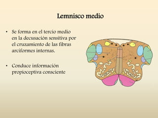 Lemnisco medio
• Se forma en el tercio medio
en la decusación sensitiva por
el cruzamiento de las fibras
arciformes internas.
• Conduce información
propioceptiva consciente
 