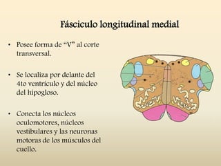 Fásciculo longitudinal medial
• Posee forma de “V” al corte
transversal.
• Se localiza por delante del
4to ventrículo y del núcleo
del hipogloso.
• Conecta los núcleos
oculomotores, núcleos
vestibulares y las neuronas
motoras de los músculos del
cuello.
 