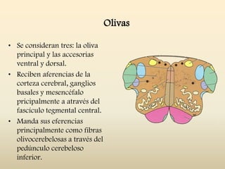 Olivas
• Se consideran tres: la oliva
principal y las accesorias
ventral y dorsal.
• Reciben aferencias de la
corteza cerebral, ganglios
basales y mesencéfalo
pricipalmente a através del
fascículo tegmental central.
• Manda sus eferencias
principalmente como fibras
olivocerebelosas a través del
pedúnculo cerebeloso
inferior.
 