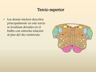 Tercio superior
• Los demás núcleos descritos
principalmente en este tercio
se localizan dorsales en el
bulbo con estrecha relación
al piso del 4to ventrículo.
 
