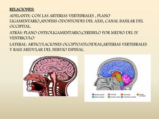 RELACIONES:
ADELANTE: CON LAS ARTERIAS VERTEBRALES , PLANO
LIGAMENTARIO,APOFISIS ODONTOIDES DEL AXIS, CANAL BASILAR DEL
OCCIPITAL.
ATRÁS: PLANO OSTEOLIGAMENTARIO,CEREBELO POR MEDIO DEL IV
VENTRICULO
LATERAL: ARTICULACIONES OCCIPTOATLOIDEAS,ARTERIAS VERTEBRALES
Y RAIZ MEDULAR DEL NERVIO ESPINAL.
 