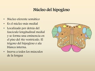 Núcleo del hipogloso
• Núcleo eferente somático
• Es el núcleo más medial
• Localizado por detrás del
fascículo longitudinal medial
y se forma una eminencia en
el piso del 4to ventrículo. El
trígono del hipogloso o ala
blanca interna.
• Inerva a todos los músculos
de la lengua
 