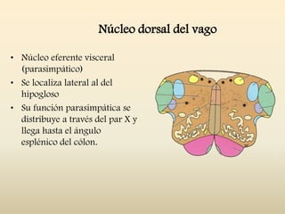 Núcleo dorsal del vago
• Núcleo eferente visceral
(parasimpático)
• Se localiza lateral al del
hipogloso
• Su función parasimpática se
distribuye a través del par X y
llega hasta el ángulo
esplénico del cólon.
 