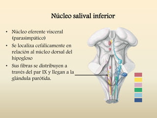 Núcleo salival inferior
• Núcleo eferente visceral
(parasimpático)
• Se localiza cefálicamente en
relación al núcleo dorsal del
hipogloso
• Sus fibras se distribuyen a
través del par IX y llegan a la
glándula parótida.
 
