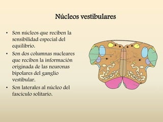 Núcleos vestibulares
• Son núcleos que reciben la
sensibilidad especial del
equilibrio.
• Son dos columnas nucleares
que reciben la información
originada de las neuronas
bipolares del ganglio
vestibular.
• Son laterales al núcleo del
fascículo solitario.
 