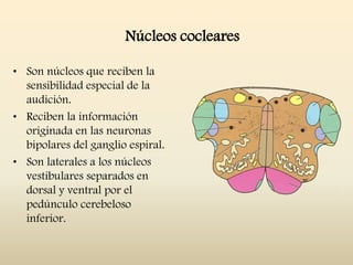 Núcleos cocleares
• Son núcleos que reciben la
sensibilidad especial de la
audición.
• Reciben la información
originada en las neuronas
bipolares del ganglio espiral.
• Son laterales a los núcleos
vestibulares separados en
dorsal y ventral por el
pedúnculo cerebeloso
inferior.
 