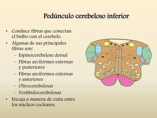 Pedúnculo cerebeloso inferior
• Conduce fibras que conectan
el bulbo con el cerebelo.
• Algunas de sus principales
fibras son:
– Espinocerebeloso dorsal
– Fibras arciformes externas
y posteriores
– Fibras arciformes externas
y anteriores
– Olivocerebelosas
– Vestibulocerebelosas
• Encaja a manera de cuña entre
los núcleos cocleares.
 