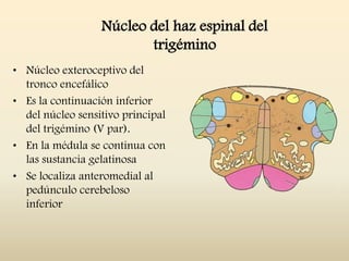 Núcleo del haz espinal del
trigémino
• Núcleo exteroceptivo del
tronco encefálico
• Es la continuación inferior
del núcleo sensitivo principal
del trigémino (V par).
• En la médula se continua con
las sustancia gelatinosa
• Se localiza anteromedial al
pedúnculo cerebeloso
inferior
 