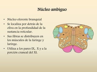 Núcleo ambiguo
• Núcleo eferente branquial
• Se localiza por detrás de la
oliva en la profundidad de la
sustancia reticular.
• Sus fibras se distribuyen en
los músculos de la faringe y
laringe.
• Utiliza a los pares IX, X y a la
porción craneal del XI.
 