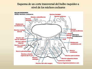Esquema de un corte transversal del bulbo raquídeo a
nivel de los núcleos cocleares
 