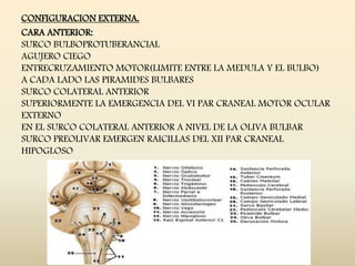 CONFIGURACION EXTERNA.
CARA ANTERIOR:
SURCO BULBOPROTUBERANCIAL
AGUJERO CIEGO
ENTRECRUZAMIENTO MOTOR(LIMITE ENTRE LA MEDULA Y EL BULBO)
A CADA LADO LAS PIRAMIDES BULBARES
SURCO COLATERAL ANTERIOR
SUPERIORMENTE LA EMERGENCIA DEL VI PAR CRANEAL MOTOR OCULAR
EXTERNO
EN EL SURCO COLATERAL ANTERIOR A NIVEL DE LA OLIVA BULBAR
SURCO PREOLIVAR EMERGEN RAICILLAS DEL XII PAR CRANEAL
HIPOGLOSO
 