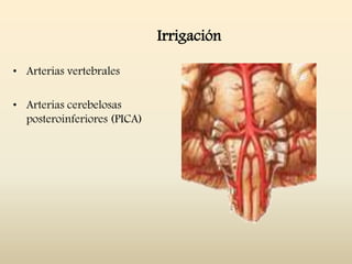 Irrigación
• Arterias vertebrales
• Arterias cerebelosas
posteroinferiores (PICA)
 