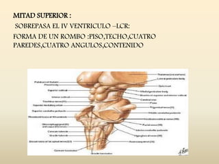 MITAD SUPERIOR :
SOBREPASA EL IV VENTRICULO –LCR:
FORMA DE UN ROMBO :PISO,TECHO,CUATRO
PAREDES,CUATRO ANGULOS,CONTENIDO
 