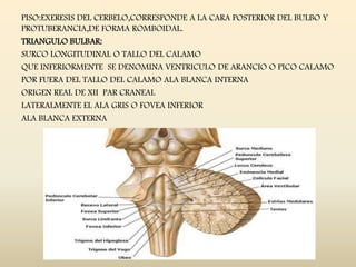 PISO:EXERESIS DEL CERBELO,CORRESPONDE A LA CARA POSTERIOR DEL BULBO Y
PROTUBERANCIA,DE FORMA ROMBOIDAL.
TRIANGULO BULBAR:
SURCO LONGITUDINAL O TALLO DEL CALAMO
QUE INFERIORMENTE SE DENOMINA VENTRICULO DE ARANCIO O PICO CALAMO
POR FUERA DEL TALLO DEL CALAMO ALA BLANCA INTERNA
ORIGEN REAL DE XII PAR CRANEAL
LATERALMENTE EL ALA GRIS O FOVEA INFERIOR
ALA BLANCA EXTERNA
 