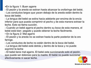 •En la figura 1: Buen agarre
- El pezón y la areola se estiran hasta alcanzar la orofaringe del bebé.
- Los conductos largos que yacen debajo de la areola están dentro la
boca del bebé.
- La lengua del bebé se estira hacia adelante por encima de la encía
inferior para que pueda comprimir el pecho y de esta manera extraer la
leche. Esto se llama succión.
- Cuando un bebé agarra el pecho dentro su boca de esta manera, el
bebé está bien pegado y puede obtener la leche fácilmente.
• En la figura 2: Mal agarre
- El pezón y la areola no se estiran hasta la parte posterior de la oro
faringe.
- Los conductos de leche no están dentro de la boca del bebé.
- La lengua del bebé está detrás y dentro de la boca y no puede
exprimir la leche
- El bebé tiene mal agarre. El bebé esta succionando solo el pezón,
que puede ser doloroso para la madre. El bebé no puede succionar
efectivamente ni sacar leche.
 