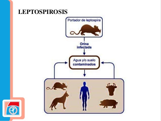 LEPTOSPIROSIS