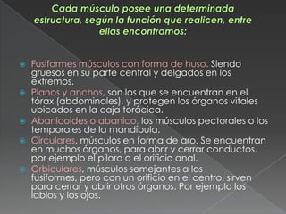    Fusiformes músculos con forma de huso. Siendo
    gruesos en su parte central y delgados en los
    extremos.
   Planos y anchos, son los que se encuentran en el
    tórax (abdominales), y protegen los órganos vitales
    ubicados en la caja torácica.
   Abanicoides o abanico, los músculos pectorales o los
    temporales de la mandíbula.
   Circulares, músculos en forma de aro. Se encuentran
    en muchos órganos, para abrir y cerrar conductos.
    por ejemplo el píloro o el orificio anal.
   Orbiculares, músculos semejantes a los
    fusiformes, pero con un orificio en el centro, sirven
    para cerrar y abrir otros órganos. Por ejemplo los
    labios y los ojos.
 