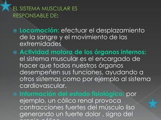 EL SISTEMA MUSCULAR ES
RESPONSABLE DE:

 Locomoción: efectuar el desplazamiento
  de la sangre y el movimiento de las
  extremidades
 Actividad motora de los órganos internos:
  el sistema muscular es el encargado de
  hacer que todos nuestros órganos
  desempeñen sus funciones, ayudando a
  otros sistemas como por ejemplo al sistema
  cardiovascular.
 Información del estado fisiológico: por
  ejemplo, un cólico renal provoca
  contracciones fuertes del músculo liso
  generando un fuerte dolor , signo del
 