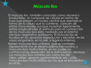 Músculo liso

El músculo liso, también conocido como visceral o
involuntario, se compone de células en forma de
huso que poseen un núcleo central que asemeja la
forma de la célula que lo contiene, carecen de
estrías transversales aunque muestran ligeramente
estrías longitudinales. El estímulo para la contracción
de los músculos lisos está mediado por el sistema
nervioso vegetativo autónomo. El músculo liso se
localiza en los aparatos reproductor y excretor, en los
vasos sanguíneos, en la piel, y órganos internos.
Existen músculos lisos unitarios, que se contraen
rápidamente (no se desencadena inervación), y
músculos lisos multiunitarios, en los cuales las
contracciones dependen de la estimulación nerviosa.
Los músculos lisos unitarios son como los del
útero, uréter, aparato gastrointestinal, etc.; y los
músculos lisos multiunitarios son los que se encuentran
en el iris.
 