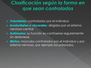    Voluntarios: controlados por el individuo
   Involuntarios o viscerales: dirigidos por el sistema
    nervioso central
   Autónomo: su función es contraerse regularmente
    sin detenerse.
   Mixtos: músculos controlados por el individuo y por
    sistema nervioso, por ejemplo los párpados.
 