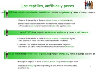 Características de los mamíferos Tienen el cuerpo cubierto de pelo.  Las hembras tienen mamas, que segregan la leche para alimentar a sus crías.   Tienen labios y dientes. Con los labios succionan la leche materna sin causar daño. Algunas ballenas sustituyen los dientes por unas finas láminas llamadas barbas.  Las extremidades están convertidas generalmente en patas, que le sirven para desplazarse. Los mamíferos acuáticos tienen sus extremidades convertidas en aletas; y los mamíferos voladores, como los murciélagos, poseen membranas en sus extremidades anteriores, convertidas en alas, que le sirven para volar.   Tienen temperatura constante, es decir, son de sangre caliente: la temperatura de su cuerpo no cambia aunque cambie la exterior.    Respiran por pulmones. Los mamíferos acuáticos tienen que salir a la superficie del agua para tomar el oxígeno del aire.  Su circulación es doble y completa.   La mayoría son vivíparos.   