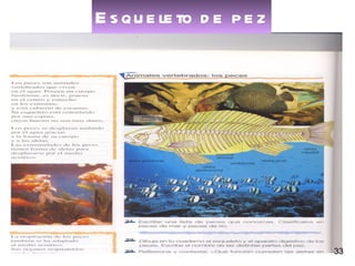 Las aves Los aves son  animales vertebrados , son  ovíparos ,  terrestres  y respiran por  pulmones . En el cuerpo de las aves se pueden distinguir cuatro partes: cabeza ,  tronco  ,  cola  y  extremidades  (alas y patas). Las aves son los únicos animales que tienen el cuerpo cubierto de  plumas . Hay diferentes grupos de aves:  pájaros ,  gallináceas ,  palmípedas ,  zancudas ,  rapaces  y  corredoras . Las hembras ponen los  huevos  en nidos y los incuban. PÁJARO Petirrojo GALLINÁCEA Codorniz PALMÍPEDAS Ganso ZANCUDAS Garza RAPACES Azor CORREDORAS Ñandú 