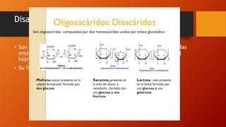 Disacáridos:
• Son glúcidos formados por dos moléculas de monosacáridos unidas
entre sí por el denominado enlace glucosídico. Por esta razón al
hidrolizarse se producen dos unidades monosacáridos
• Su fórmula general es:
C12H22O11
 
