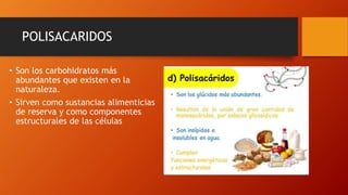 POLISACARIDOS
• Son los carbohidratos más
abundantes que existen en la
naturaleza.
• Sirven como sustancias alimenticias
de reserva y como componentes
estructurales de las células
 