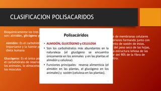 CLASIFICACION POLISACARIDOS
Bioquímicamente los tres polisacáridos más importantes
son: almidón, glicógeno y celulosa
Almidón: Es el carbohidrato de reserva más
importante y la fuente principal de calorías en la
dieta humana
Glucógeno: Es el único polisacárido de origen animal, es
el carbohidrato de reserva de
los animales, lo almacenan principalmente en el hígado y
los músculos
Celulosa:
Es el constituyente de membranas celulares
de las plantas superiores formando junto con
la lignina el elemento de sostén de éstas.
Representa el 10% del peso seco de las hojas,
cerca del 50% de la estructura leñosa de las
plantas y alrededor del 90% de la fibra de
algodón y papel filtro.
 