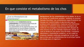En que consiste el metabolismo de los chos
Metabolismo de los carbohidratos en la célula: Se da en
las células en condiciones aerobias mediante un proceso
llamado Glucólisis. Los carbohidratos específicamente las
hexosas son transformadas en glucosa para que se
produzca este metabolismo; la glucosa sufre diferentes
reacciones y conforme estas ocurren se produce una
molécula rico energética denominada ATP, después de
este proceso se da otro llamado respiración celular, el
cual se divide en tres partes ciclo de Krebs, transporte
electrónico y fosforilación oxidativa, en los cuales se
producen también moléculas energéticas; es por esto
que se dice que los carbohidratos son la principal fuente
de energía para el organismo
 