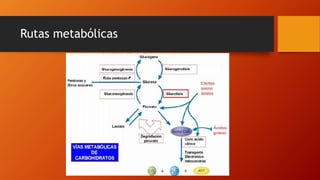 Rutas metabólicas
 