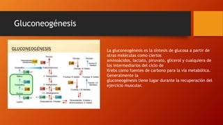 Gluconeogénesis
La gluconeogénesis es la síntesis de glucosa a partir de
otras moléculas como ciertos
aminoácidos, lactato, piruvato, glicerol y cualquiera de
los intermediarios del ciclo de
Krebs como fuentes de carbono para la vía metabólica.
Generalmente la
gluconeogénesis tiene lugar durante la recuperación del
ejercicio muscular.
 