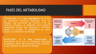 FASES DEL METABOLISMO
CATABOLISMO. Es la fase degradativa, en la que
las moléculas nutritivas orgánicas, ricas en
energía, que provienen del exterior o de las
reservas celulares, se degradan para producir
compuestos finales mas pequeños y sencillos,
pobres en energía. El catabolismo va, pues,
Ligado a la liberación de energía
ANABOLISMO. Es la fase constructiva o
biosintética en la que se sintetizan moléculas
complejas a partir de precursores mas sencillos,
lo que requiere un aporte de energía
 